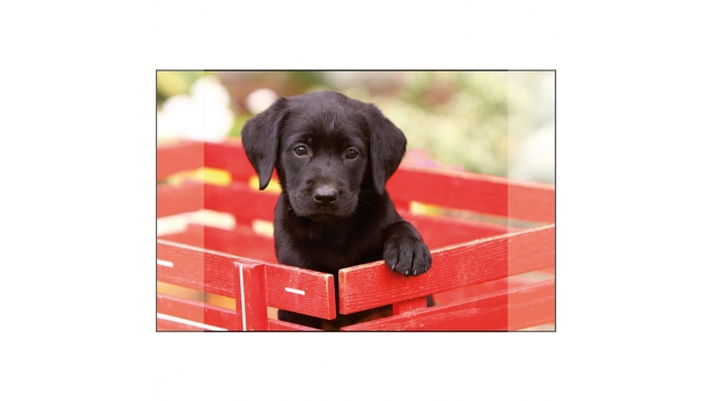 Kangaro Bureauonderlegger Zwarte Labrador Pup 38x58cm